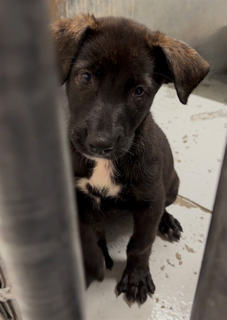 Adoptable Dog