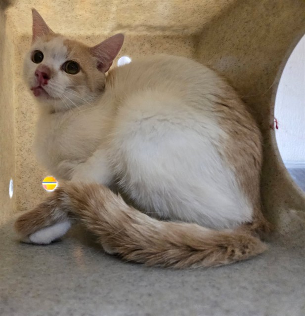 Adoptable Cat