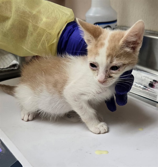 Adoptable Cat