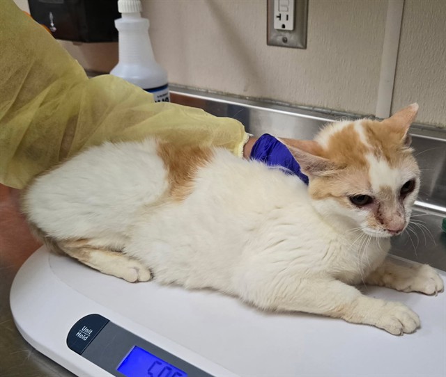 Adoptable Cat
