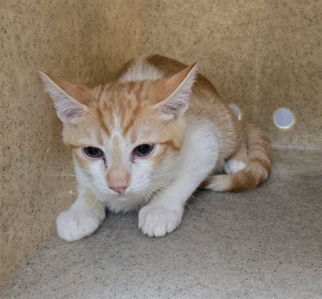 Adoptable Cat
