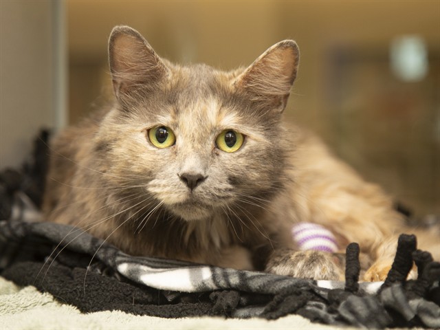 Artemis