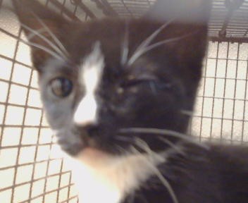 Adoptable Cat