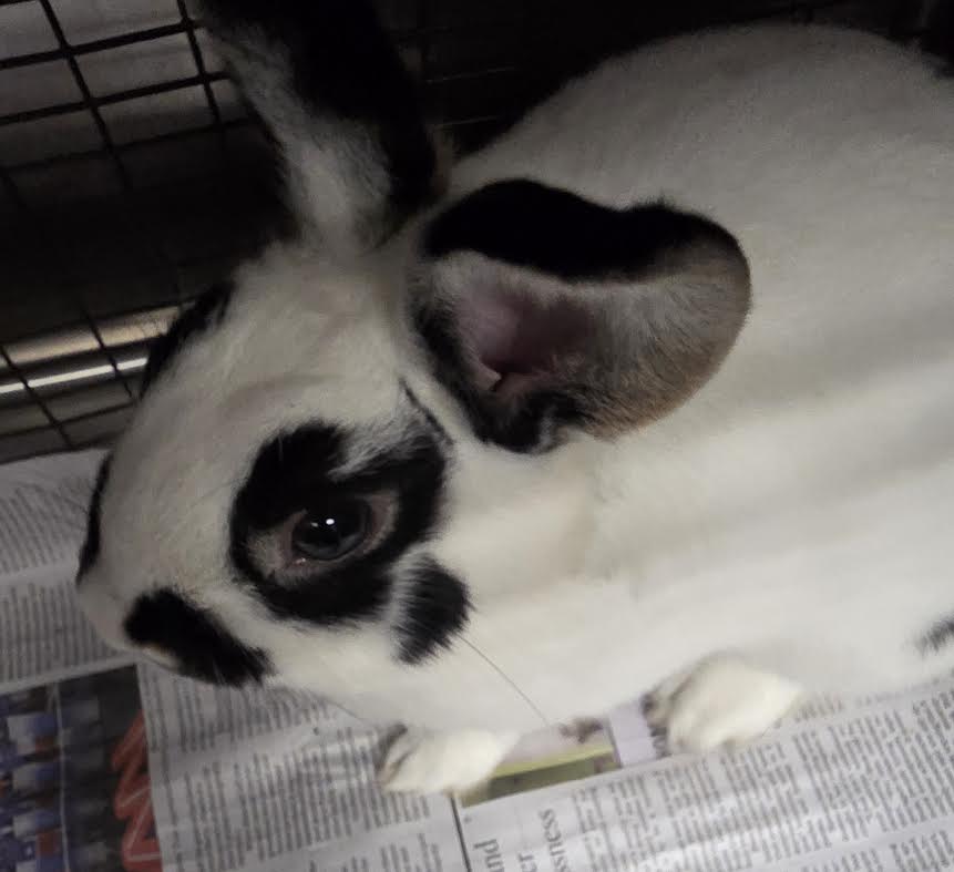 Oreo