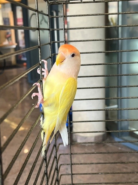 Peaches