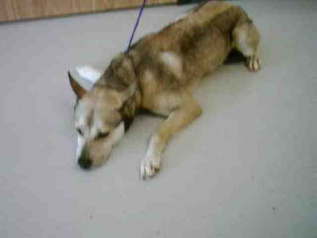 Adoptable Dog