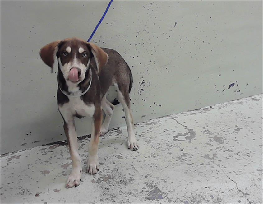 Adoptable Dog