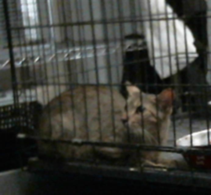Adoptable Cat