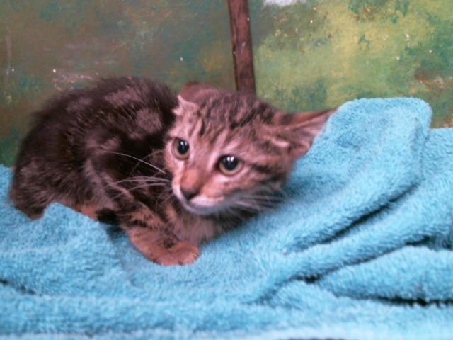 Adoptable Cat