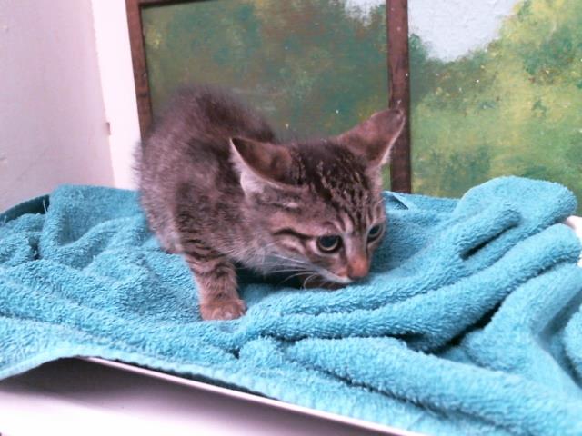 Adoptable Cat