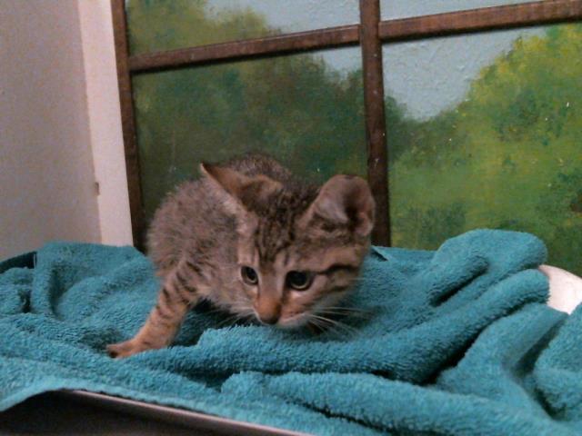 Adoptable Cat