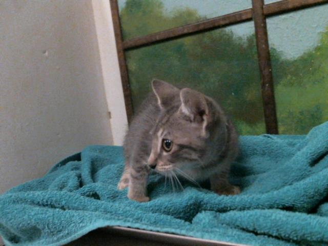 Adoptable Cat