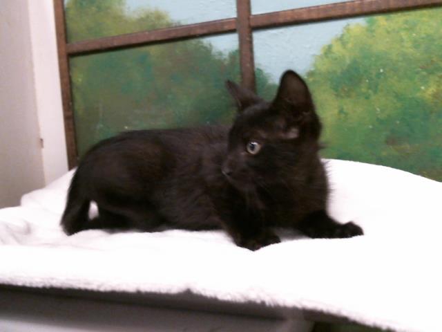 Adoptable Cat