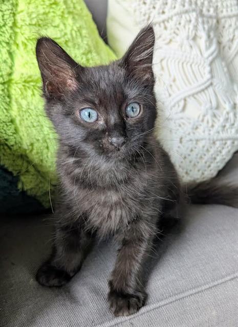 Zuul