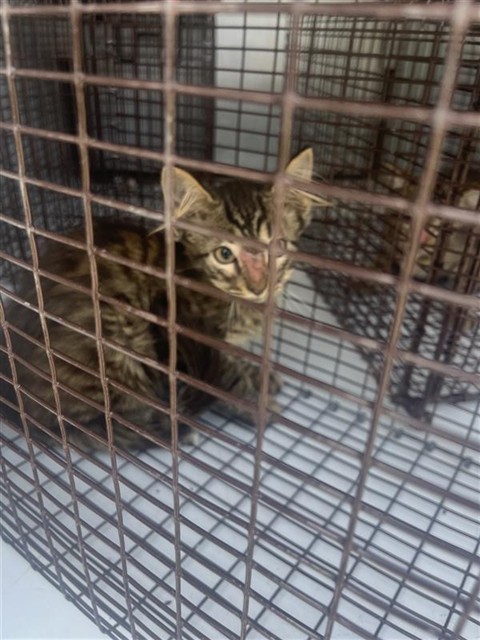Adoptable Cat