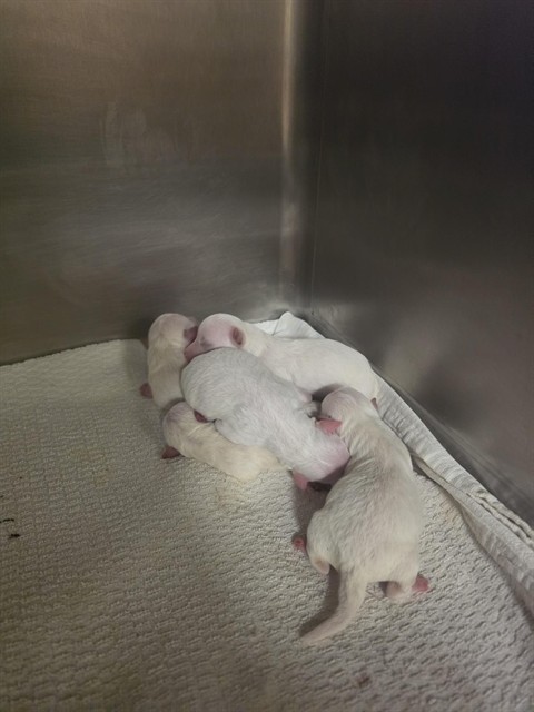Adoptable Dog