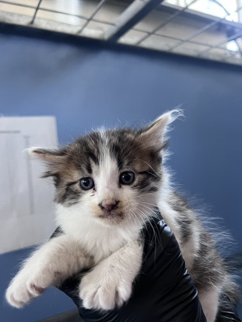 Monty