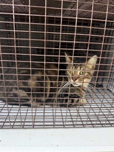 Adoptable Cat