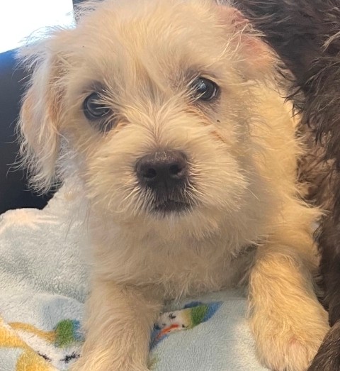 Adoptable Dog
