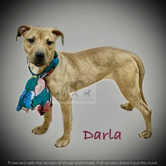 Darla