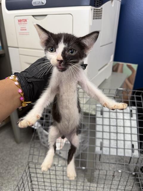 Adoptable Cat