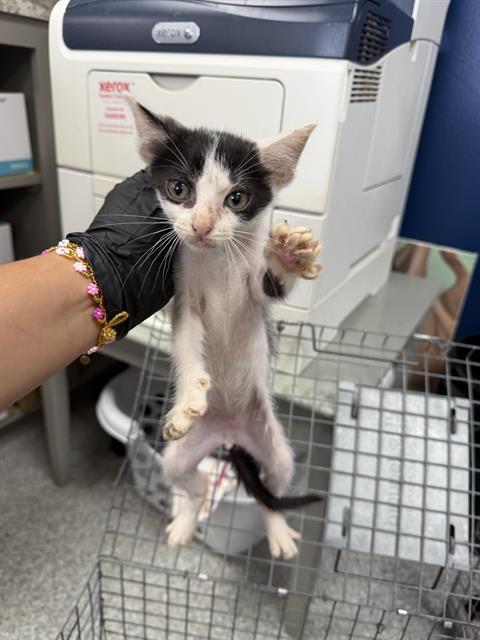 Adoptable Cat