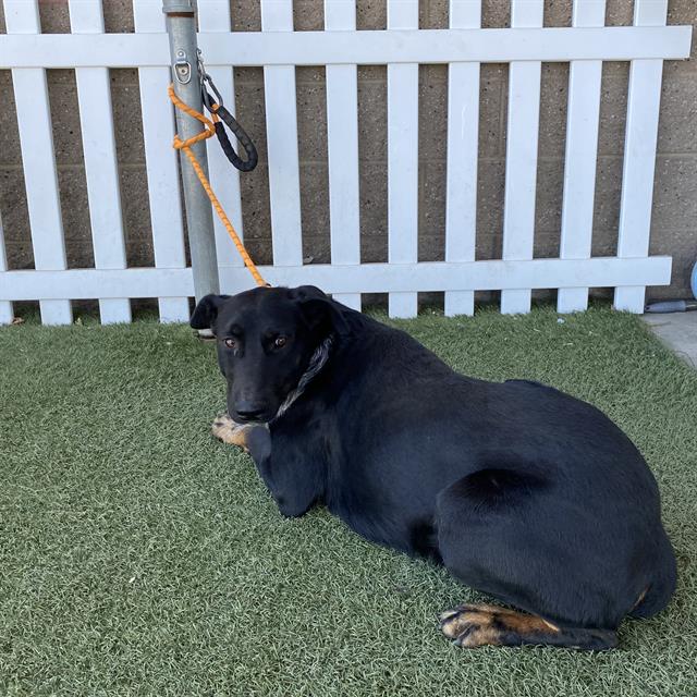 *Ringo