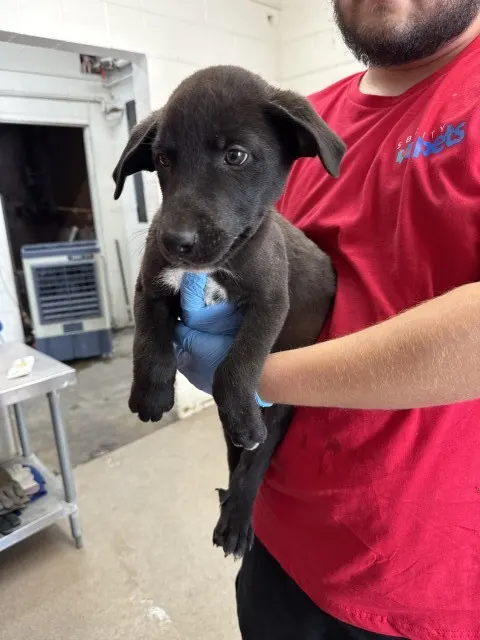 Oliver