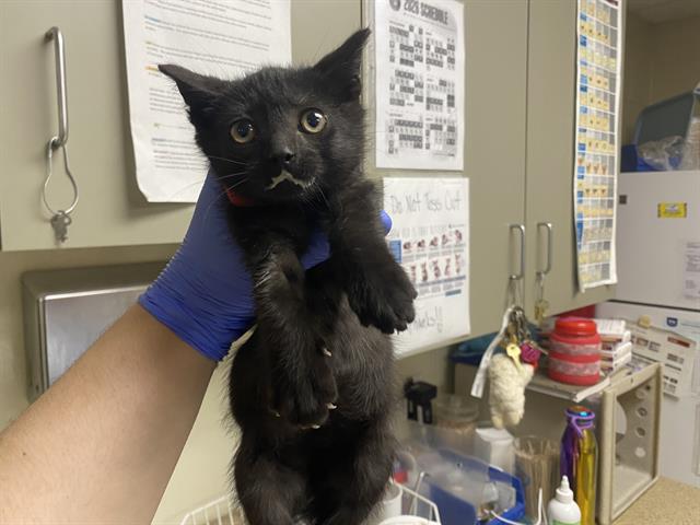 Adoptable Cat