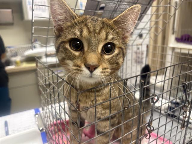 Adoptable Cat