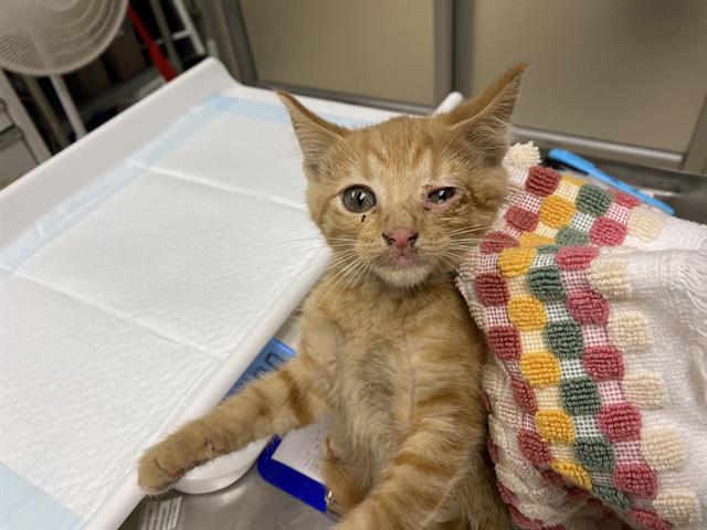 Adoptable Cat