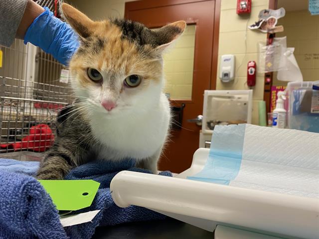 Adoptable Cat