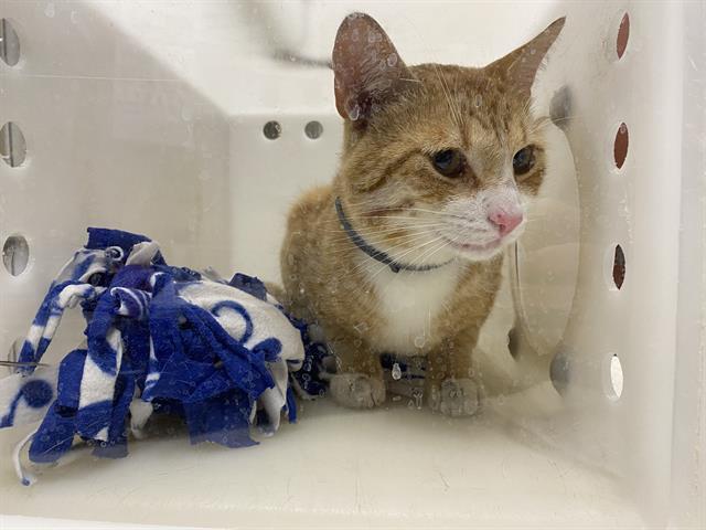 Adoptable Cat