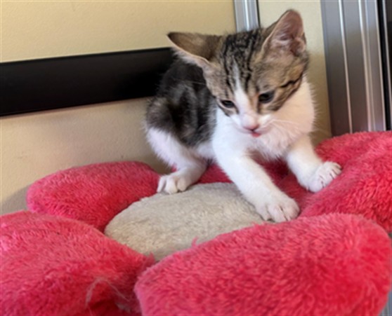 Adoptable Cat