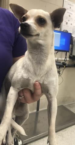 Adoptable Dog