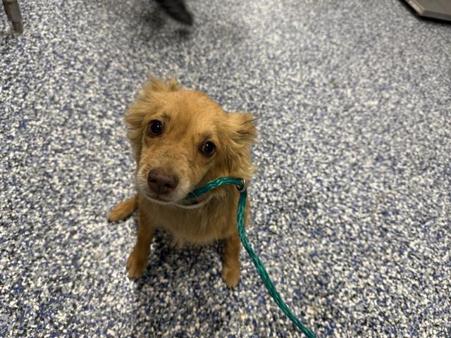 Adoptable Dog