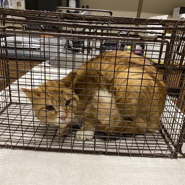 Adoptable Cat