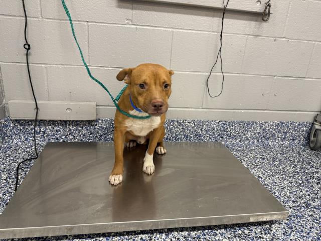 Adoptable Dog