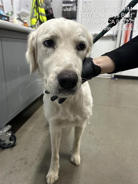 Adoptable Dog