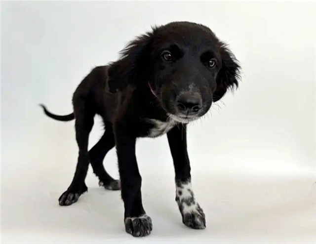 Kite