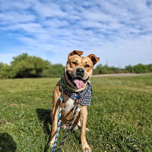 Roxy