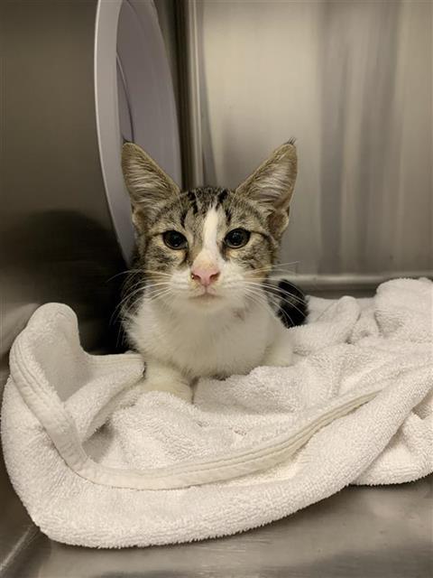 Adoptable Cat
