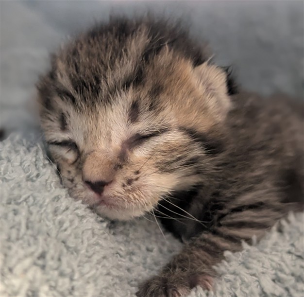 Adoptable Cat