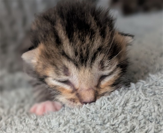 Adoptable Cat