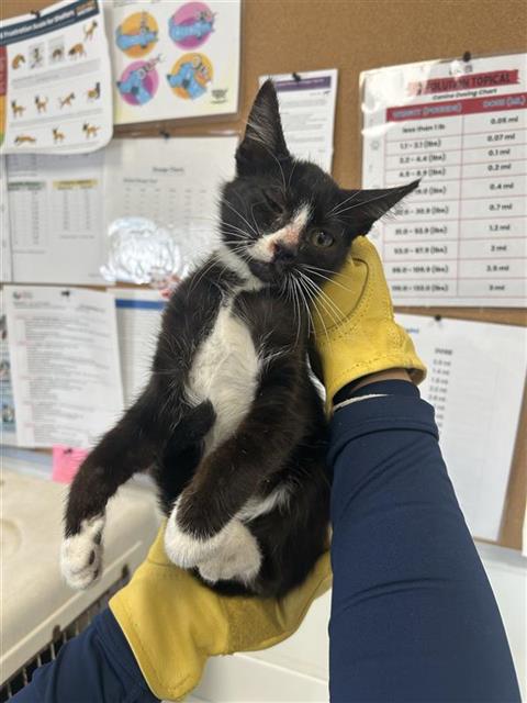 Adoptable Cat