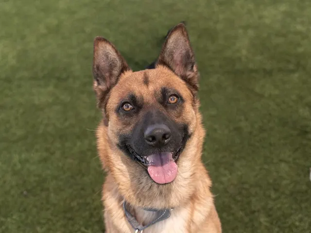 Bruno