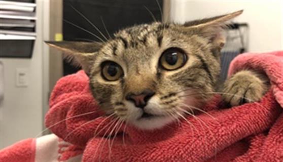 Adoptable Cat