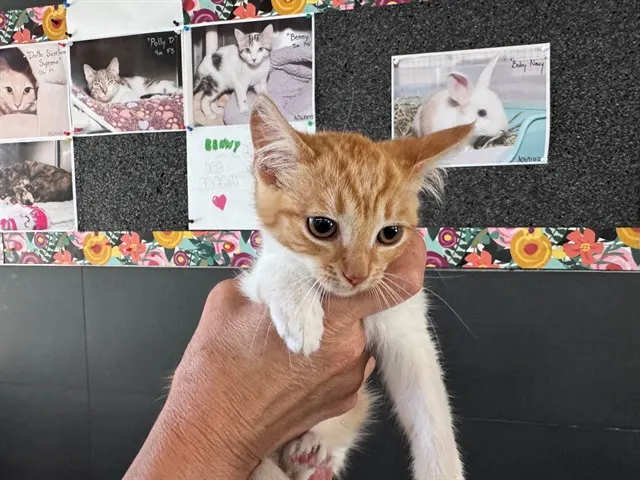 *Peaches