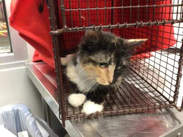 Adoptable Cat