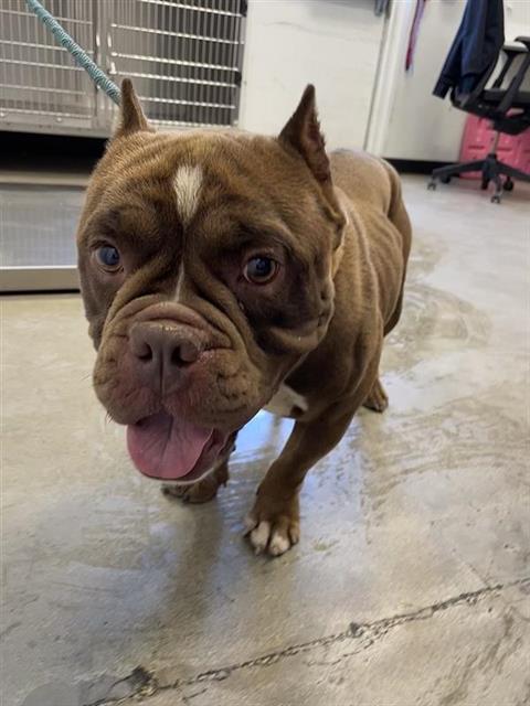 Adoptable Dog